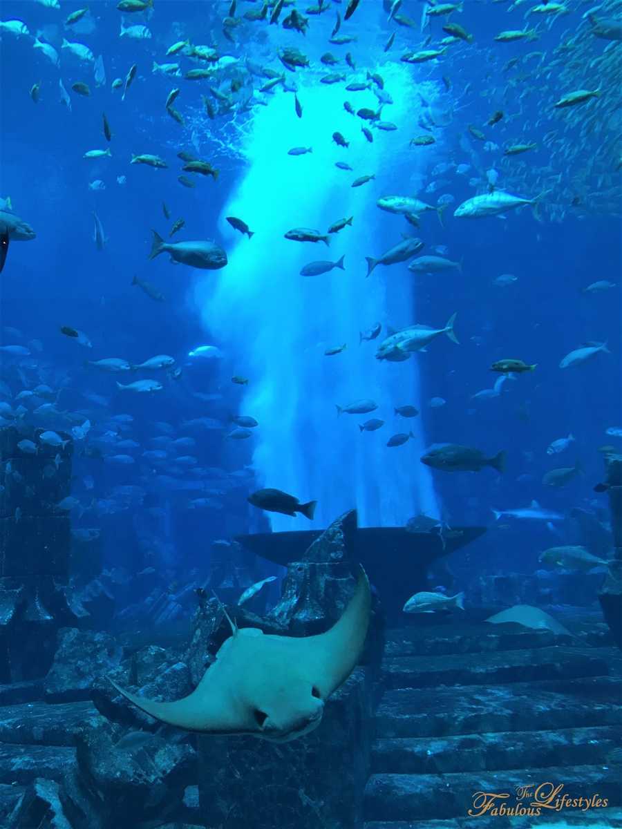 16 lost chamber aquarium