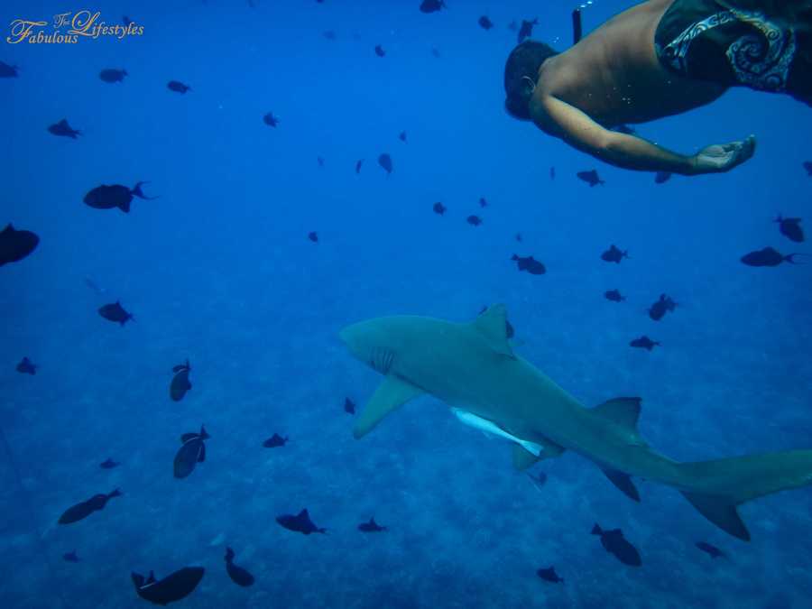 波拉波拉島看鯊魚