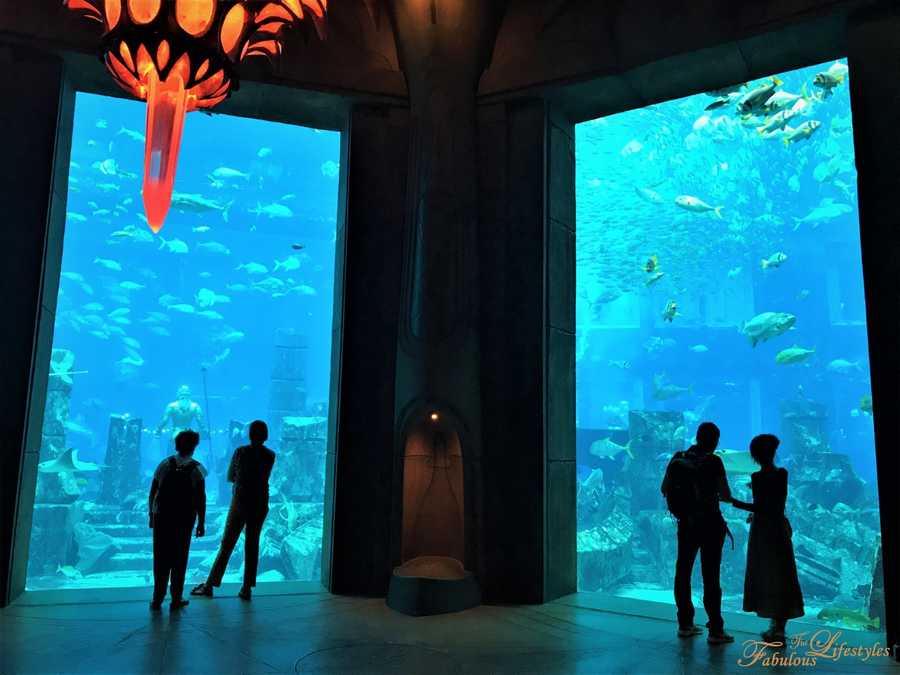 14 lost chamber aquarium