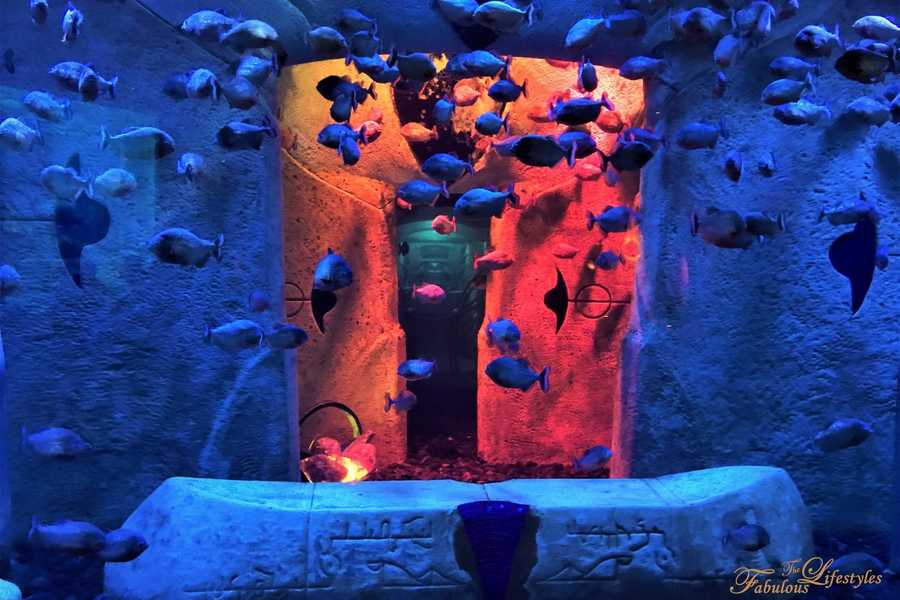 11 lost chamber aquarium