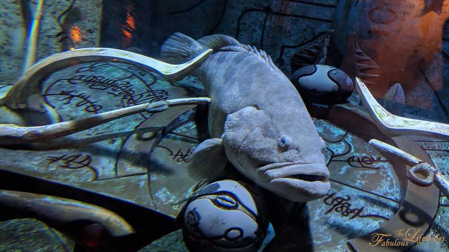 06 lost chamber aquarium